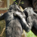 CHIMPANZEES SILVERPLÄTERAT HALSBAND<br><div class="desc">Ett par mycket söta schimpanser. Är de bäst av vänner eller planerad olycka?</div>