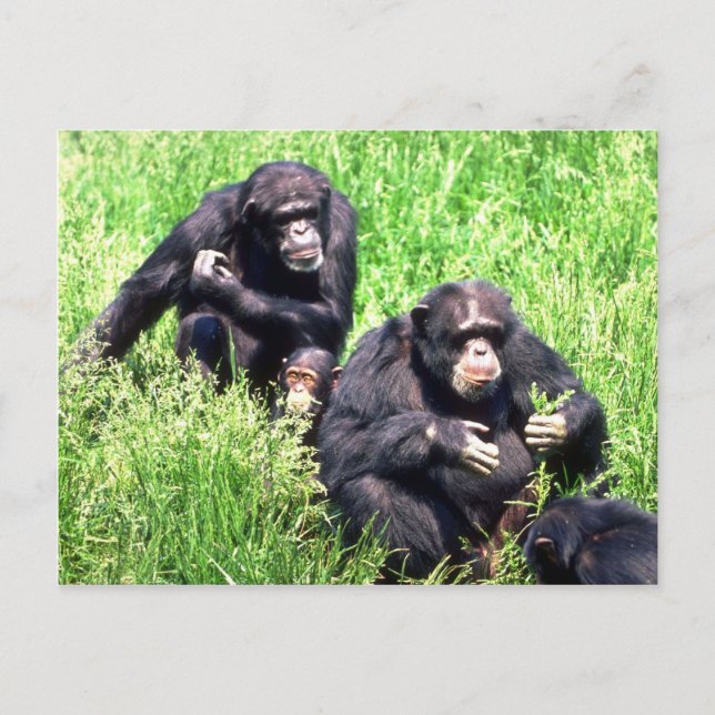 Chimpanzees som äter gräs (spädbarn) vykort (Framsida)