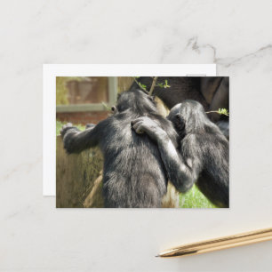 CHIMPANZEES VYKORT