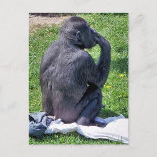 CHIMPANZEES VYKORT