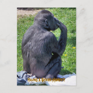 CHIMPANZEES VYKORT