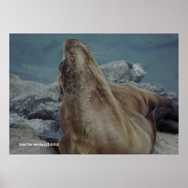 Chin Up Poster (Framsidan)