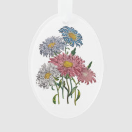 China Asters