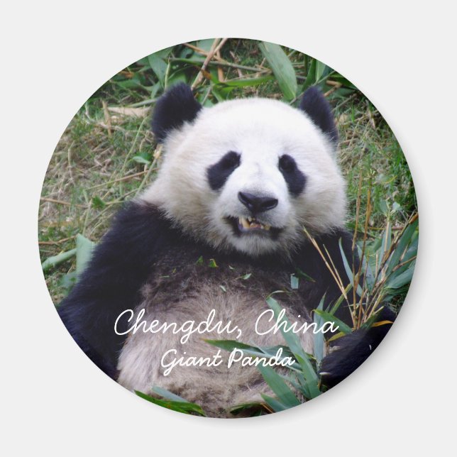 China, Chengdu, Giant Panda (Magnet) Magnet (Framsidan)