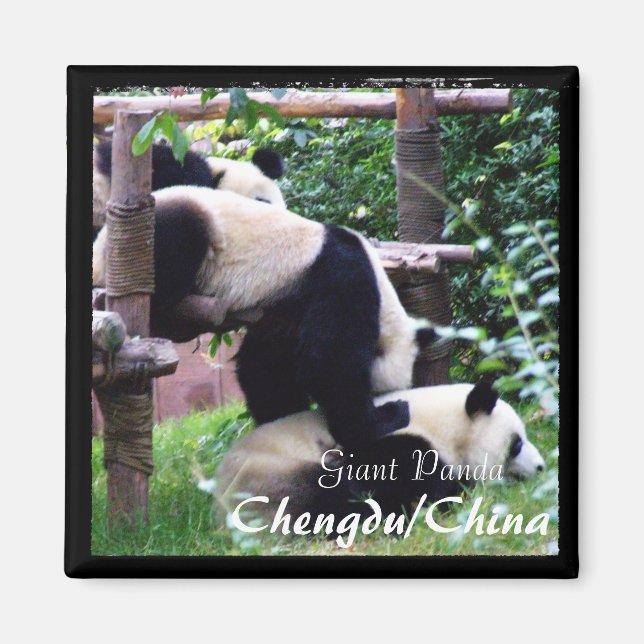 China, Chengdu, Giant Pandas II (Magnet) Magnet (Framsidan)