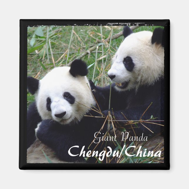 China, Chengdu, Giant Pandas (Magnet) Magnet (Framsidan)