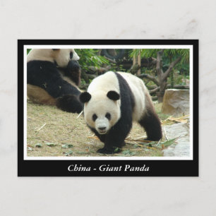 China - Giant panda Vykort