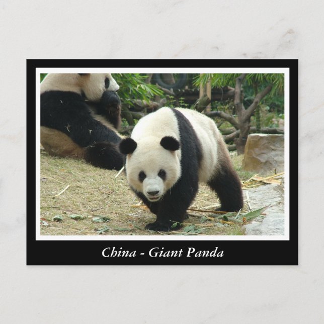 China - Giant panda Vykort (Framsida)