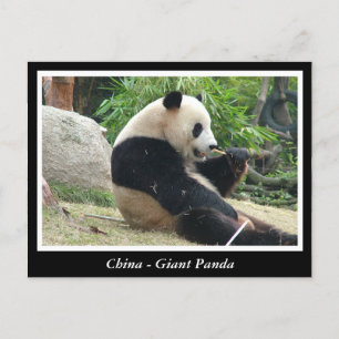 China - Giant panda Vykort