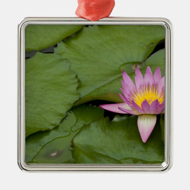 China, Hongkong, New Territories. Chi Lin Julgransprydnad Metall (Framsidan)