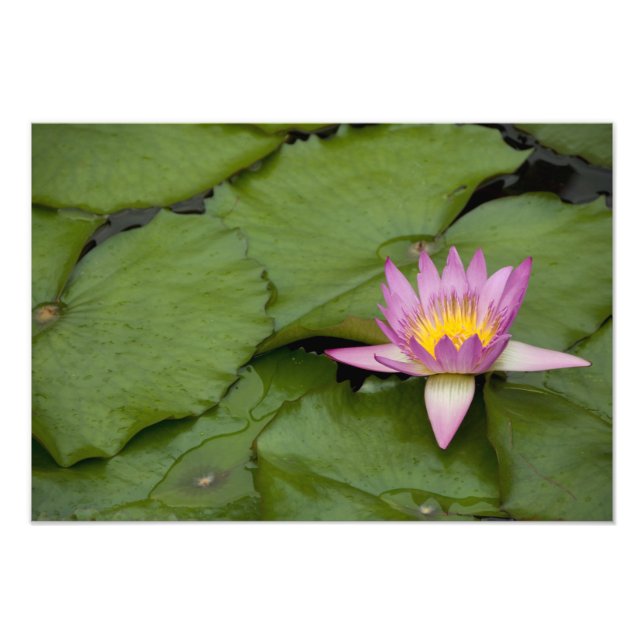 China, Hongkong, nya territorier. Chi Lin Fototryck (Framsidan)