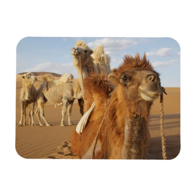 China, Inre Mongoliet, Badain Jaran Desert 2 Magnet (Horisontell)