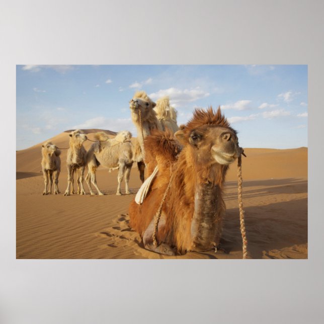 China, Inre Mongoliet, Badain Jaran Desert 2 Poster (Framsidan)