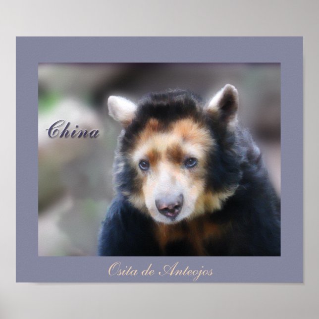 China-Osita de Anteojos Poster (Framsidan)