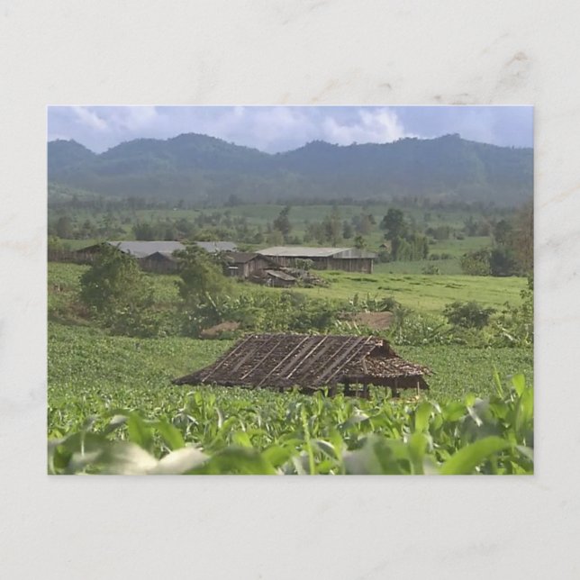 China Växtbaserade medicinalväxter som skördar Yun Vykort (Framsida)