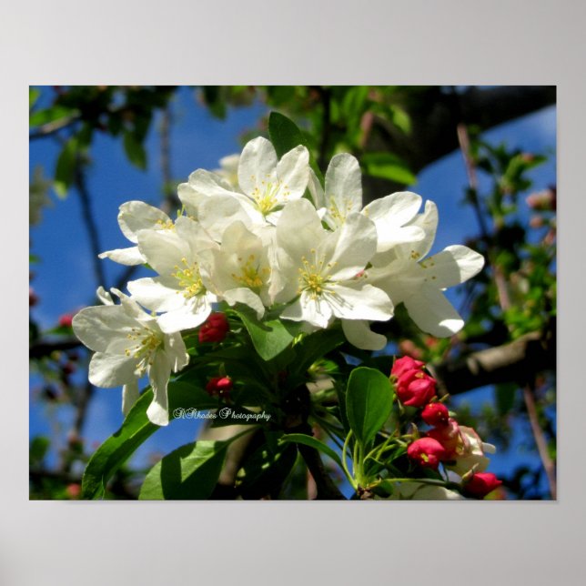 ChinaBerry Beauty Poster (Framsidan)