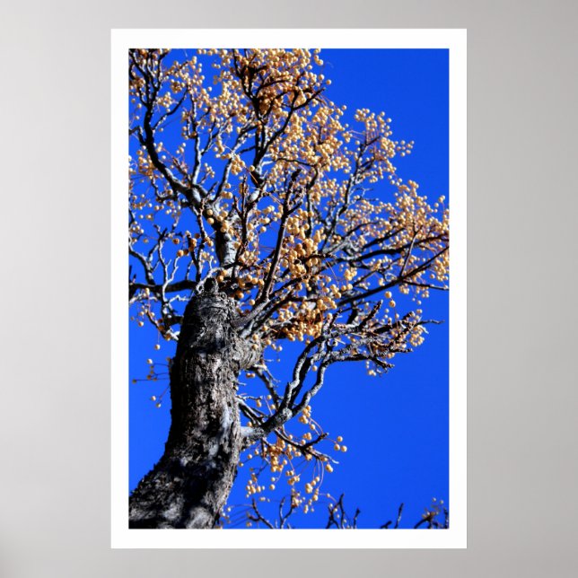 Chinaberry Träd Poster (Framsidan)