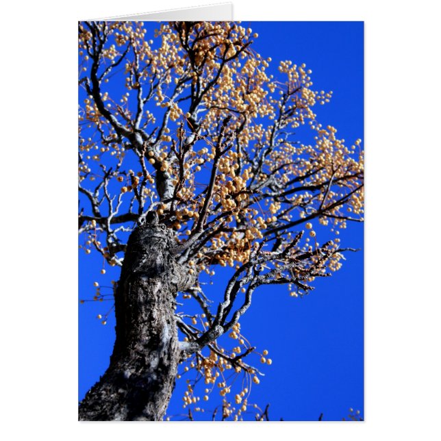 Chinaberryträd Hälsningskort (Framsidan)