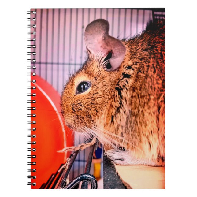 Chinchilla Anteckningsbok (Framsidan)