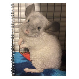 chinchilla anteckningsbok