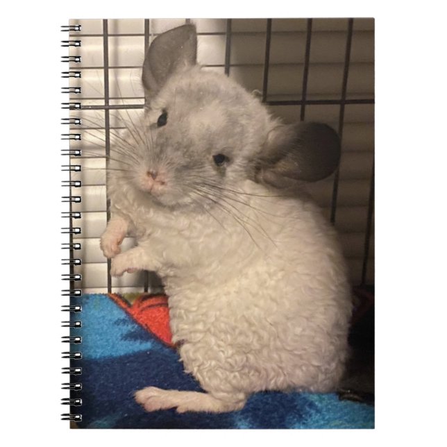 chinchilla anteckningsbok (Framsidan)