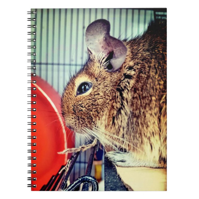 Chinchilla Anteckningsbok (Framsidan)