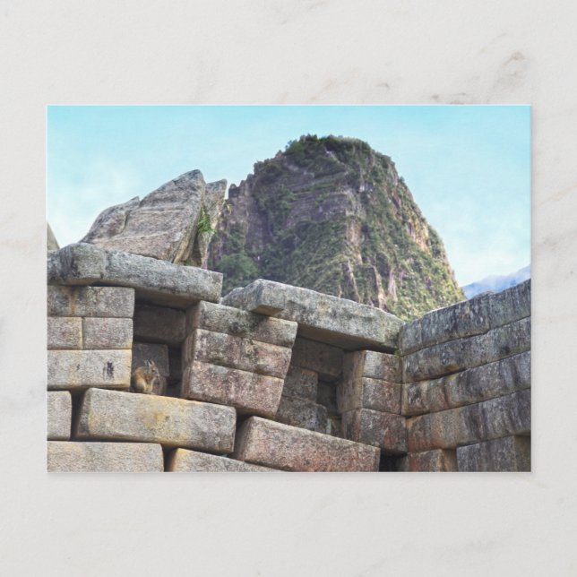 Chinchilla at Machu Picchu, Peru Vykort (Framsida)