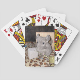 chinchilla casinokort