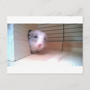 Chinchilla, djur vykort