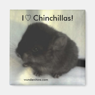 Chinchilla Kärlek Magnet