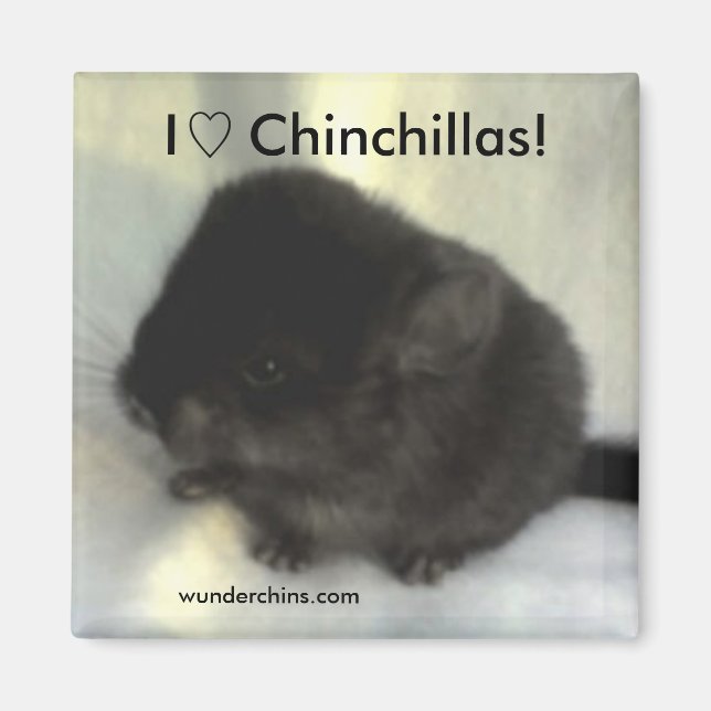 Chinchilla Kärlek Magnet (Framsidan)