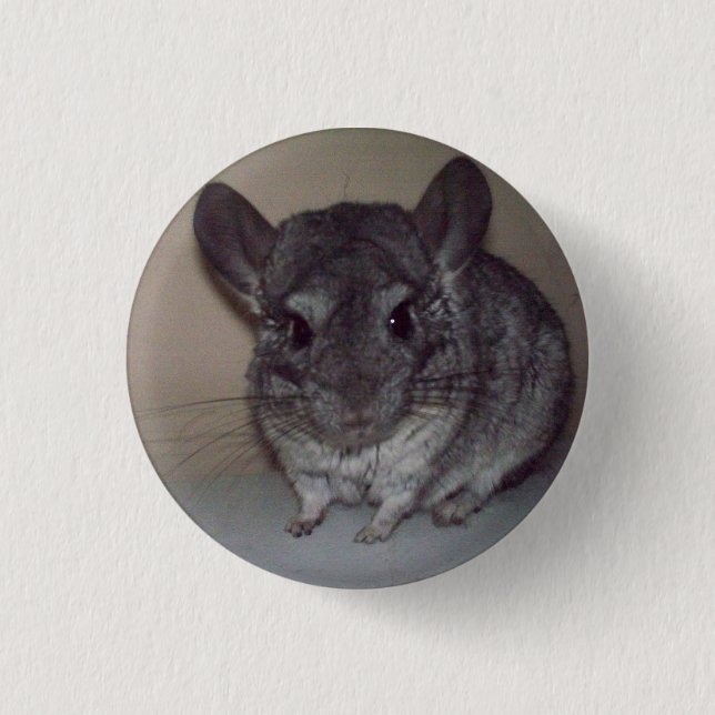 Chinchilla Knapp (Framsida)