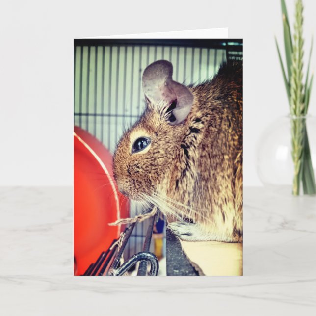 Chinchilla Kort (Framsida)