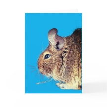 Chinchilla
