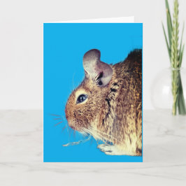 Chinchilla Kort