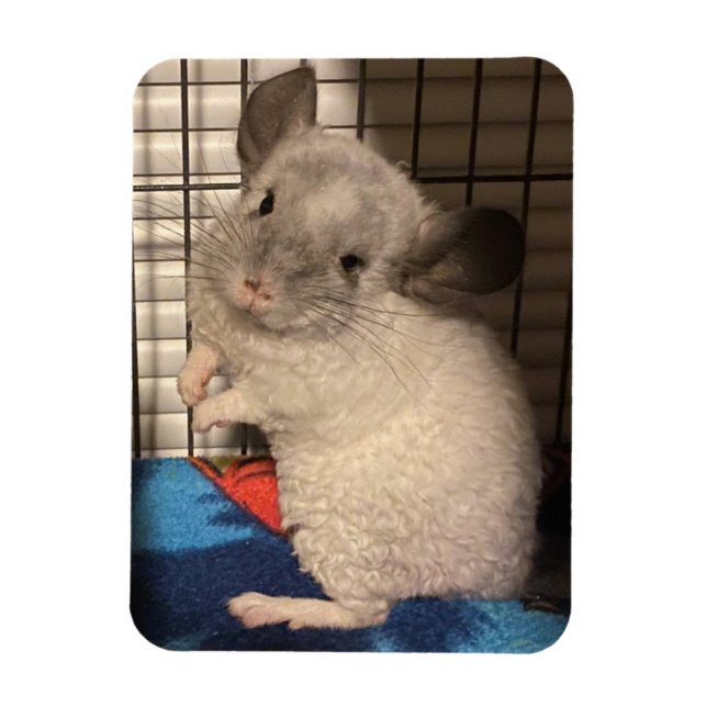 chinchilla magnet (Vertikal)