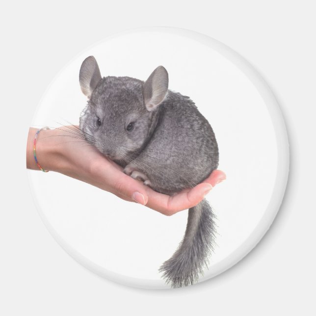 chinchilla magnet (Framsidan)