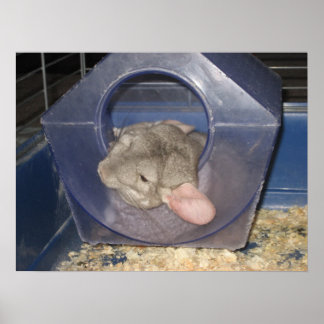 Chinchilla mamma som fångar några Zzzzz Poster
