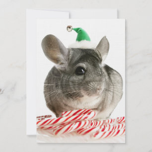 Chinchilla med polkagrisar