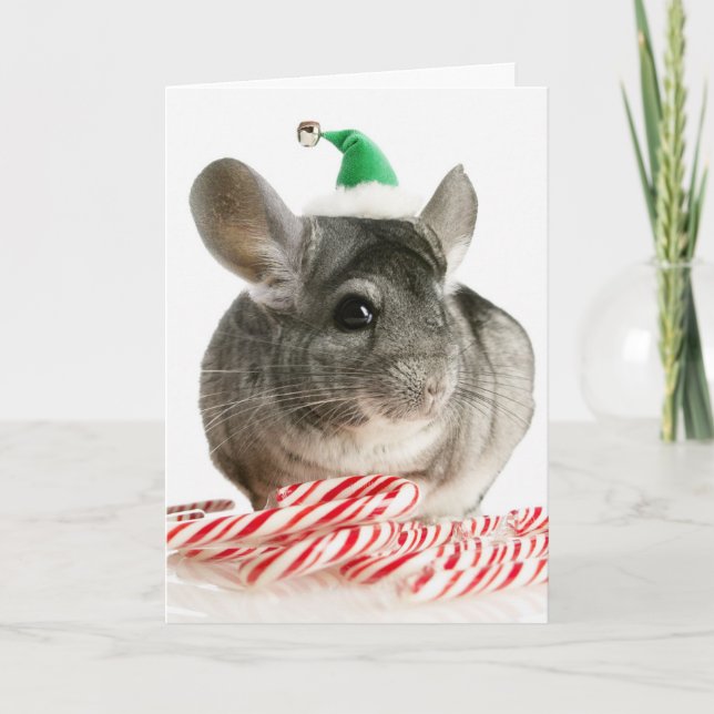 Chinchilla med polkagrisar helgkort (Framsida)