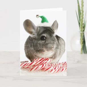 Chinchilla med polkagrisar helgkort