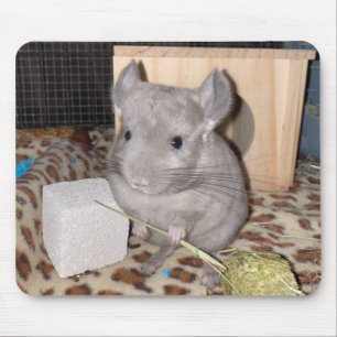 chinchilla musmatta