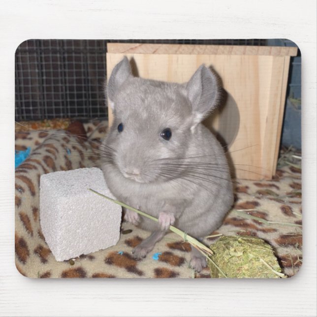 chinchilla musmatta (Framsidan)