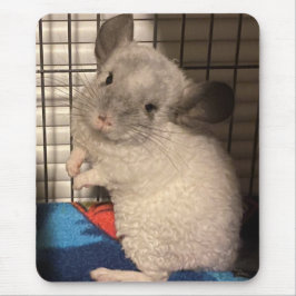 chinchilla musmatta