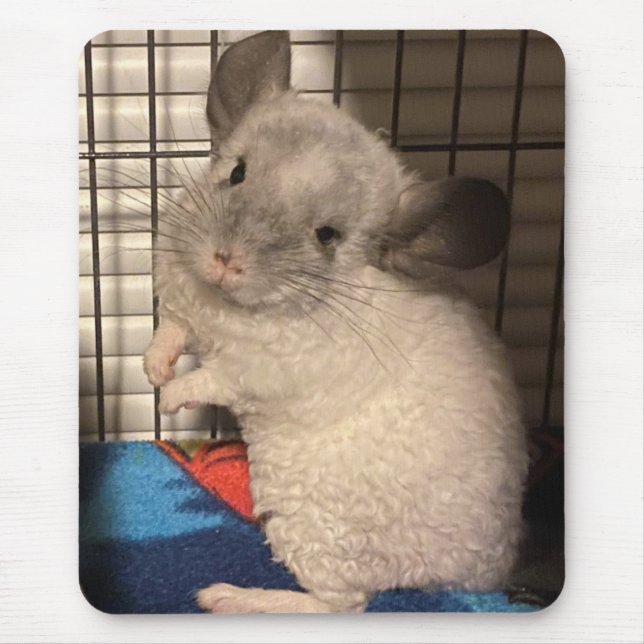 chinchilla musmatta (Framsidan)