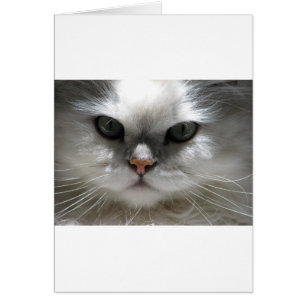 Chinchilla Persian Cat Hälsningskort