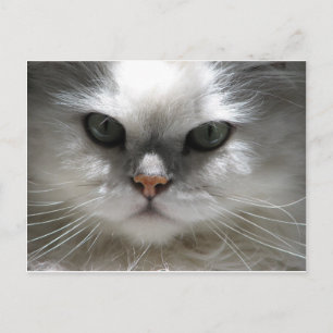 Chinchilla Persian Cat Vykort