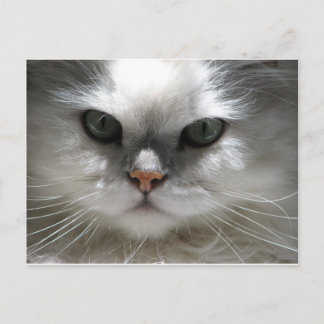Chinchilla Persian Cat Vykort