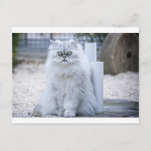 chinchilla persian vykort