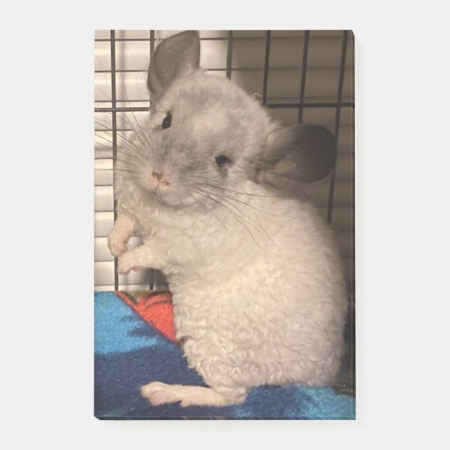 Chinchilla Post-it Block (Framsida)